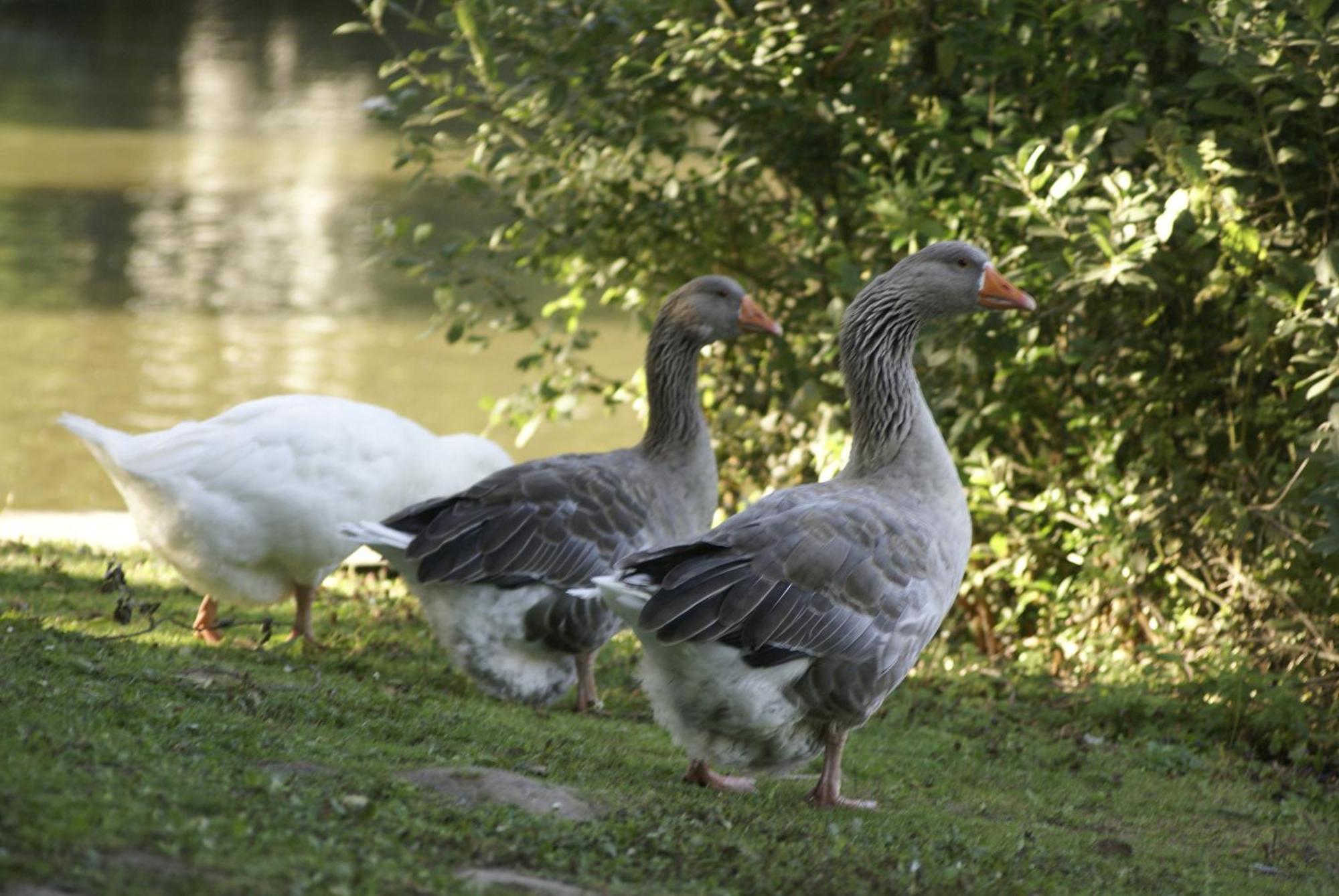 Caravaning Les Tourterelles Rang-du-Fliers Zewnętrze zdjęcie